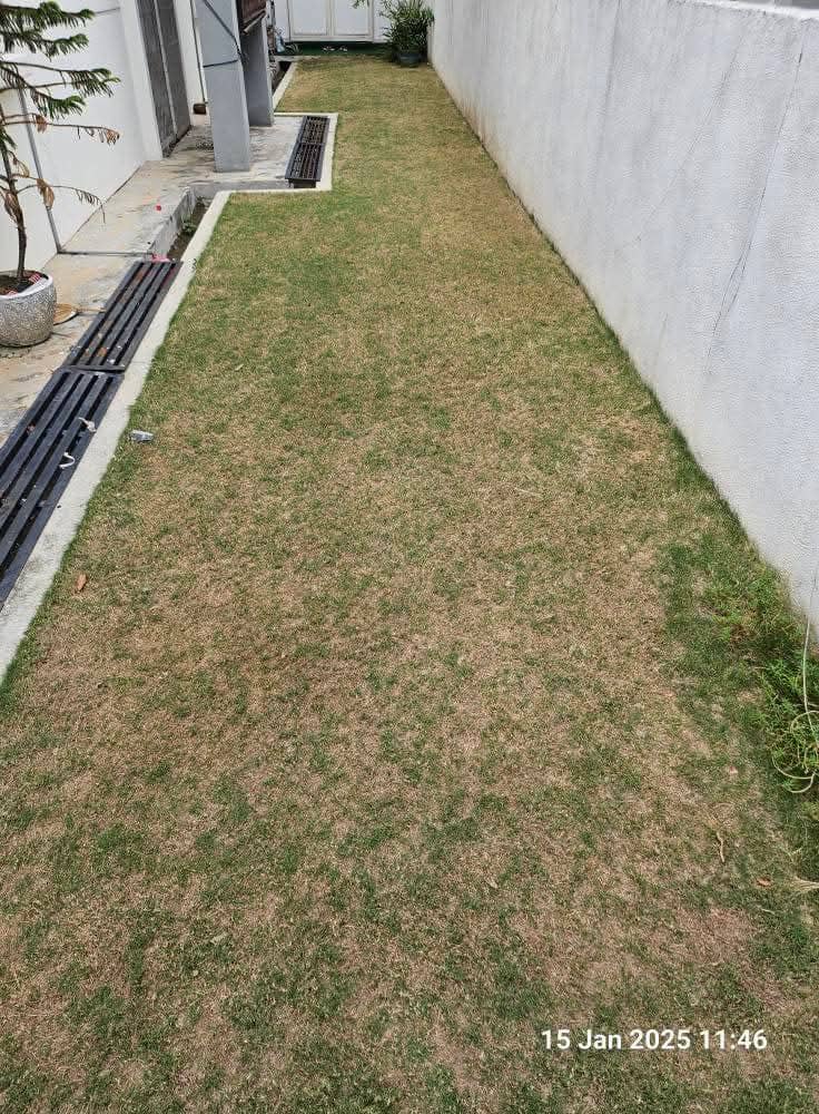 Before lawn care
